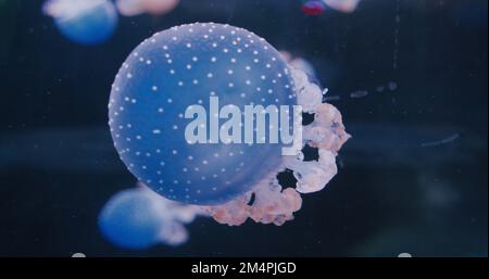 Poisson-jellyfish d'ortie de mer de l'Atlantique dans la vie sauvage. Groupe d'invertébrés lumineux de natation. Banque D'Images