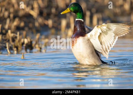 Mallard (Anas platyrhynchos), homme, baignade, Allemagne Banque D'Images