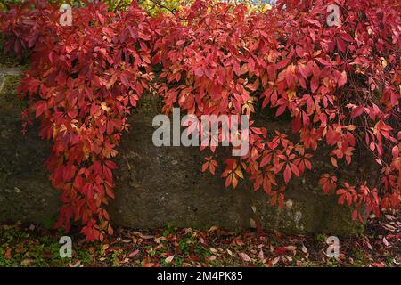 Autumnal, couleur rouge de la virginie rampante (Parthenocissus quinquefolia), Bavière, Allemagne Banque D'Images