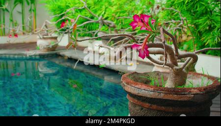 Fond de jardin avec fleur rose adenium en fleurs dans un pot près de la piscine. Petite décoration d'arbre près de l'eau de la piscine bleue. Spa relaxant et relaxant calme Banque D'Images