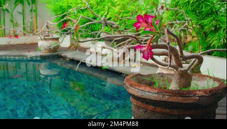 Fleur rose adenium en fleurs dans un pot sur le fond de la maison de jardin. Petite décoration d'arbre près de la piscine bleue. Spa relaxant et relaxant vue calme. Banque D'Images