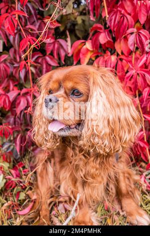 Un cavalier King Charles chien espagnol à fourrure brune (Ruby) assis devant un super-réducteur de virginie autogrimpant (Parthenocissus quinquefolia) Banque D'Images