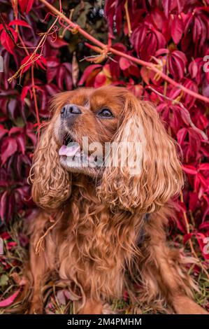 Un cavalier King Charles chien espagnol à fourrure brune (Ruby) assis devant un super-réducteur de virginie autogrimpant (Parthenocissus quinquefolia) Banque D'Images