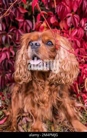 Un cavalier King Charles chien espagnol à fourrure brune (Ruby) assis devant un super-réducteur de virginie autogrimpant (Parthenocissus quinquefolia) Banque D'Images