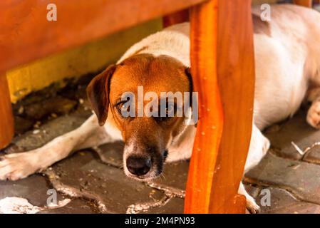 Chien abandonné sur le trottoir d'une foire. Salvador, Bahia. Banque D'Images