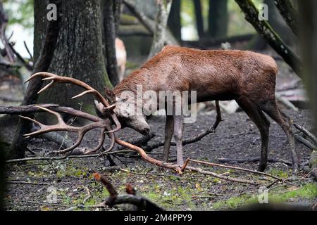 Cerf rouge (Cervus elaphus), cerf balayant pendant la rut, captif Banque D'Images