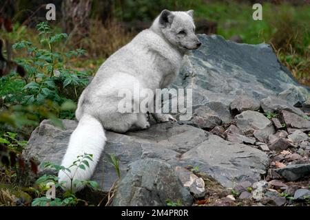 Renard arctique (Alopex lagopus), assis, captif Banque D'Images