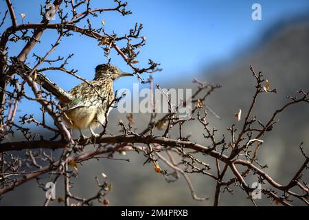 Un grand roadrunner (Geococcyx californianus) sur une branche d'arbre en gros plan Banque D'Images