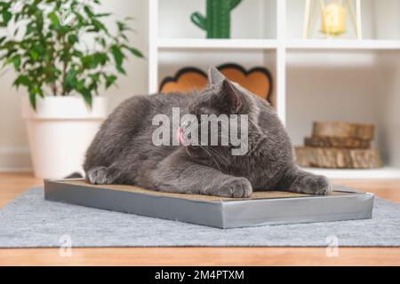 Un chat gris joue sur le poteau de grattage. Ecartement en carton. Un chat gris caresse sur un poteau de griffure. Un chat arracha l'herbe sur un poteau de griffage. Banque D'Images