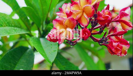 Ralenti floraison rose frangipani fleurs balancent, arbre vert vif. Après la pluie, l'eau tombe sur les pétales de la plumeria, nature fraîche. Feuilles tropicales Banque D'Images