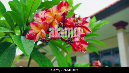 Fleurs tropicales après la pluie, l'eau tombe sur les pétales de la plumeria, nature fraîche. Jardin. Fleur rose frangipani balancer, arbre vert vif. Stress Banque D'Images