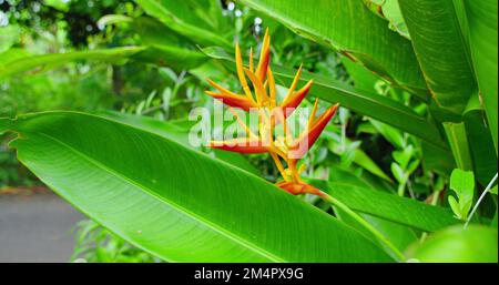 Fleur d'héliconie naturelle flamboyant fleur bicolore florale. Forêt tropicale tropicale verte exotique de balinese, atmosphère botanique. Flore orange-jaune vif Banque D'Images