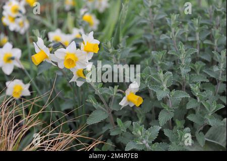 Jonquilla jaune et blanc et jonquilles Apodanthus (Narcisse) Golden Echo fleurissent dans un jardin en mai Banque D'Images