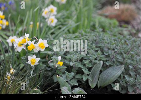 Jonquilla jaune et blanc et jonquilles Apodanthus (Narcisse) Golden Echo fleurissent dans un jardin en avril Banque D'Images