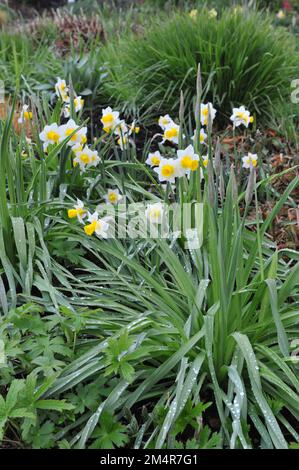 Jonquilla jaune et blanc et jonquilles Apodanthus (Narcisse) Golden Echo fleurissent dans un jardin en avril Banque D'Images