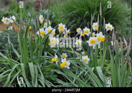 Jonquilla jaune et blanc et jonquilles Apodanthus (Narcisse) Golden Echo fleurissent dans un jardin en avril Banque D'Images