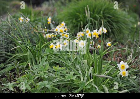Jonquilla jaune et blanc et jonquilles Apodanthus (Narcisse) Golden Echo fleurissent dans un jardin en mai Banque D'Images