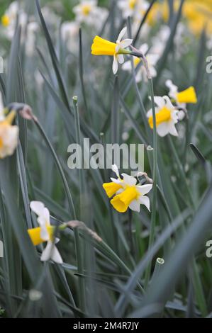 Jonquilla jaune et blanc et jonquilles Apodanthus (Narcisse) Golden Echo fleurissent dans un jardin en avril Banque D'Images