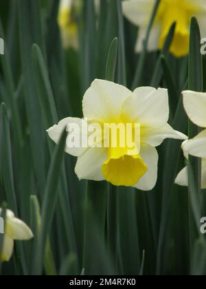 Jonquilla jaune et blanc et jonquilles Apodanthus (Narcisse) Golden Echo fleurissent dans un jardin en mars Banque D'Images