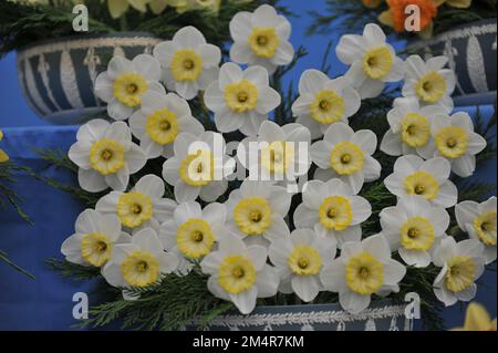 Un bouquet de jonquilles jaunes et blanches (Narcisse) Green Island lors d'une exposition en mai Banque D'Images