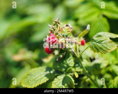 Fruits de framboise rouge vif sur la plante sous la lumière du soleil Banque D'Images