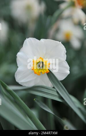 De petits jonquilles blanches et jaunes (Narcisse) Lancaster fleurissent dans un jardin en avril Banque D'Images