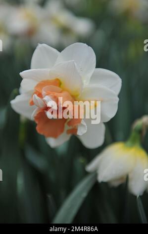 Blanc et rose double jonquilles (Narcisse) mon histoire fleurit dans un jardin en avril Banque D'Images