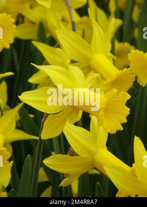 Les jonquilles jaunes Cyclamineus (Narcisse) Peeping Tom fleurissent dans un jardin en mars Banque D'Images