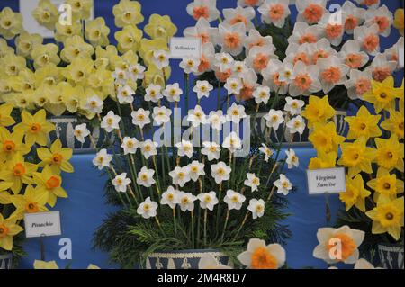 Un bouquet de jonquilles blanches et jaunes (Narcissus poeticus) Hellenicus lors d'une exposition en mai Banque D'Images