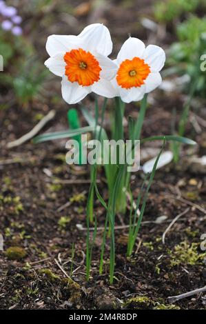 Jonquilles blanches et oranges (Narcisse) le professeur Einstein fleurissent dans un jardin en avril Banque D'Images