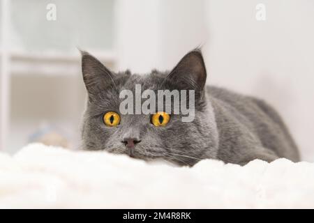La chartreuse de chat gris joue et chasse près de l'arbre de Noël en prévision des vacances. Nouvel an et Noël. Animaux de compagnie. Chat de Noël. Banque D'Images