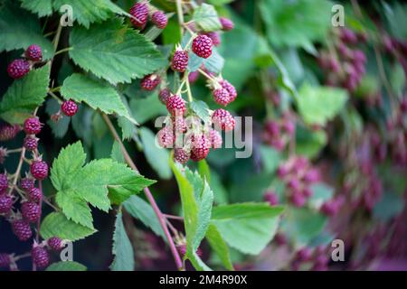 Framboises mûres sur une brousse dans le jardin. Gros plan. Objectif art. Tourbillon bokeh. Concentrez-vous sur le centre. Banque D'Images