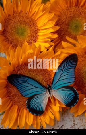 Grand papillon bleu sur tournesol Banque D'Images