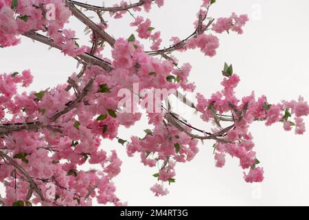 Fleurs roses. Fleurs sur fond blanc. Cerisiers en fleurs artificiels. Cerisiers en fleurs. Banque D'Images