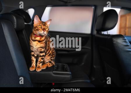 Jeune chat bengale dans la voiture Banque D'Images