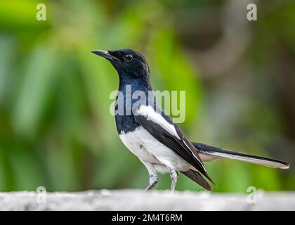 Un oiseau magpie oriental en position d'alerte sur un arrière-plan flou Banque D'Images