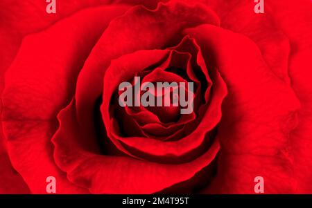 Gros plan d'une belle rose rouge en fleurs, concept de la Saint Valentin heureux Banque D'Images