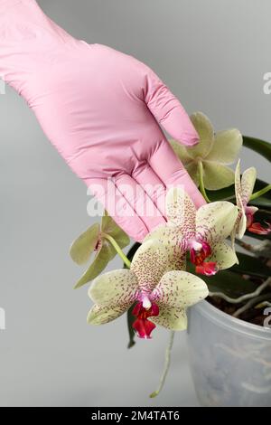 La main de la femme dans un gant en caoutchouc tient une branche de fleurs d'orchidées de phalaenopsis sur fond gris. Banque D'Images