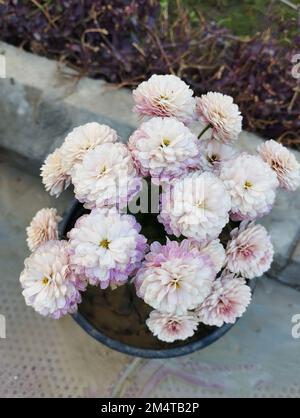 chrysanthème blanc et rose dans le jardin Banque D'Images