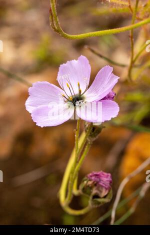 Gros plan d'une seule fleur rose clair du Sundew Drosera cistiflora Banque D'Images