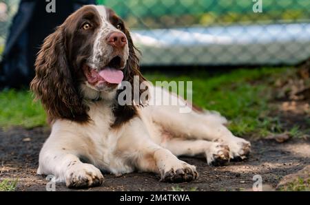 Springer Spaniel anglais qui pose sur la terre Banque D'Images