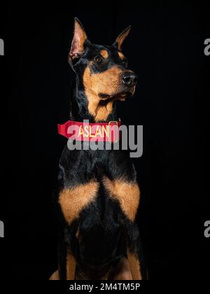 Chien Dobermann avec fond noir posant pour l'appareil photo Banque D'Images