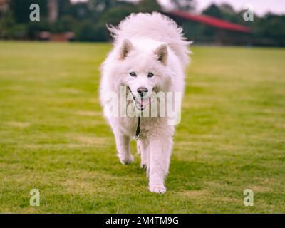 Chien de Samoyed en train de courir vers la caméra dans un parc Banque D'Images