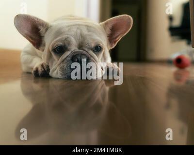 Bulldog français à l'intérieur d'une maison regardant l'appareil photo Banque D'Images