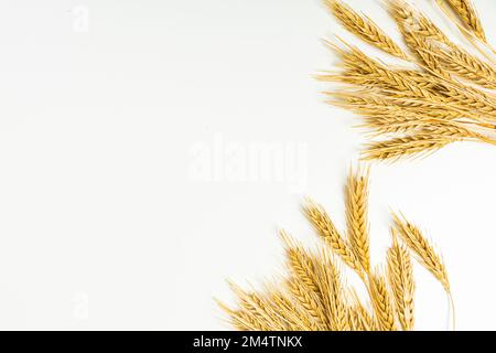 Graines de blé mûr sur fond blanc. Une culture entière de germe de blé. Épelette de blé pour la farine de pain de grain. Vue de dessus Banque D'Images