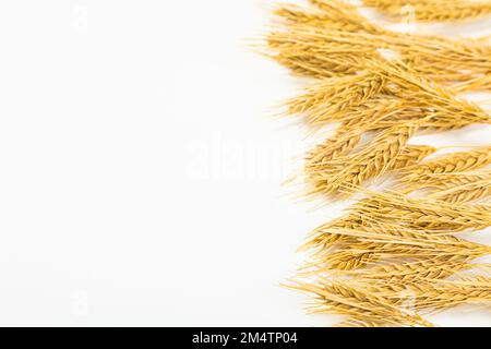 Graines de blé mûr sur fond blanc. Une culture entière de germe de blé. Épelette de blé pour la farine de pain de grain. Vue de dessus Banque D'Images