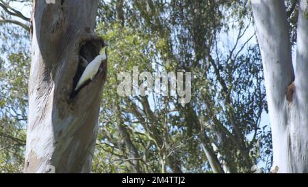 Un grand cafatoo blanc avec une crête jaune en plumage spectaculaire et un bec sombre dans un trou d'arbre Banque D'Images