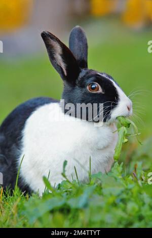 Lapin hollandais femelle, assis dans un pré, se nourrissant de l'herbe. Banque D'Images