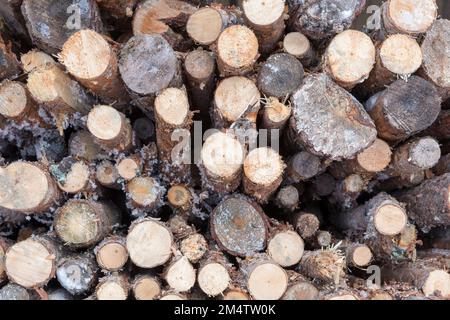 pile de bois de chauffage scié dans les bois Banque D'Images