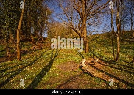 Bois géré au parc Moss Valley, Brynteg, Wrexham, pays de Galles du Nord, Royaume-Uni Banque D'Images